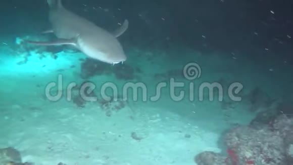 在马尔代夫干净的海底水下海洋上寻找食物的鲨鱼视频的预览图