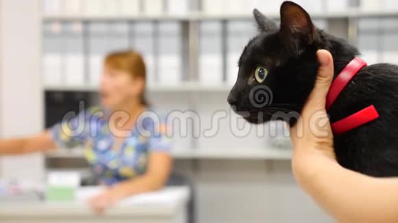 兽医在兽医诊所检查猫4K慢动作视频的预览图
