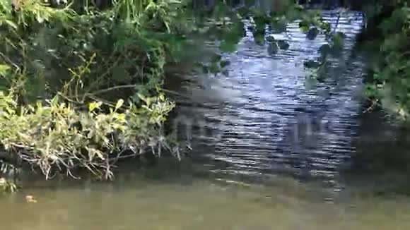 景观河流自然视频的预览图