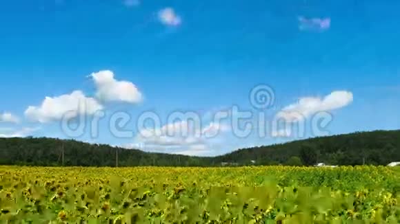 背景下田野里的向日葵视频的预览图