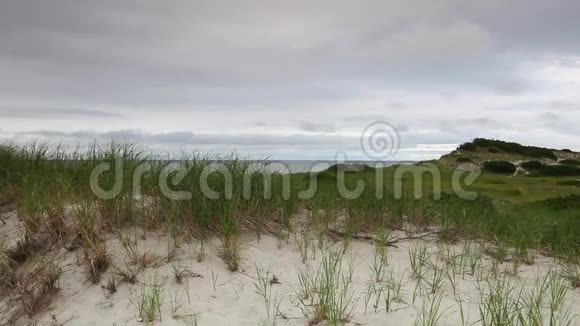科德角的沙丘海滩视频的预览图