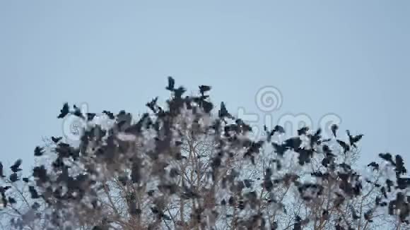 一群秋鸟从树上起飞一群乌鸦黑鸟干树鸟儿在天空中乌鸦视频的预览图