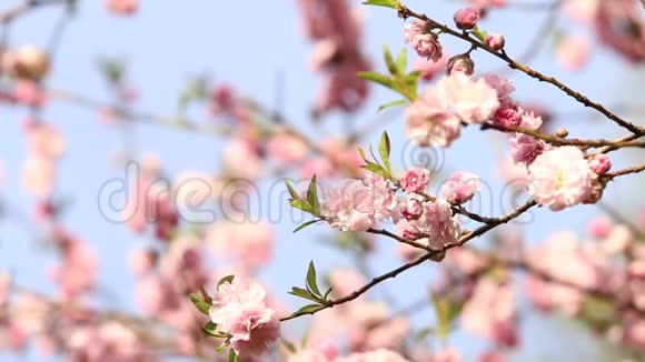 樱花树的春天背景视频的预览图