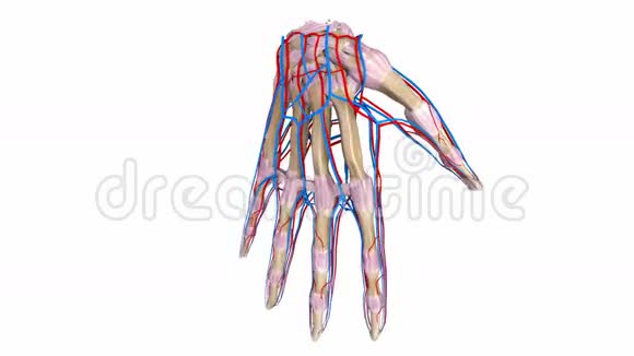 带韧带和血管的棕榈骨视频的预览图