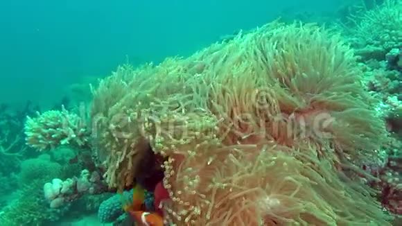 马尔代夫海底的海葵和明亮的橙色小丑鱼视频的预览图