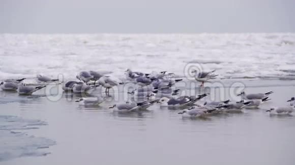 海鸥坐在冰封的海面上视频的预览图