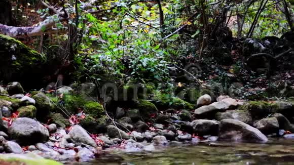 宁静的树林里有小瀑布视频的预览图