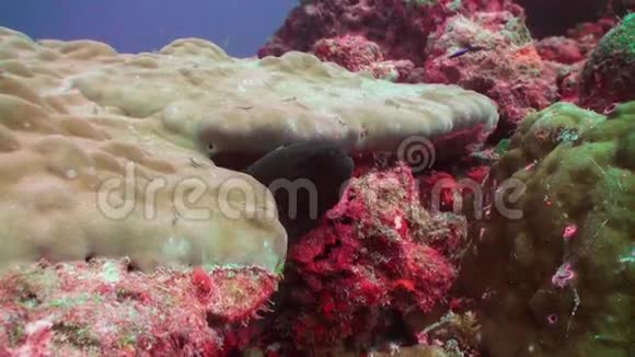 莫雷艾尔在马尔代夫海底的背景彩色珊瑚上视频的预览图