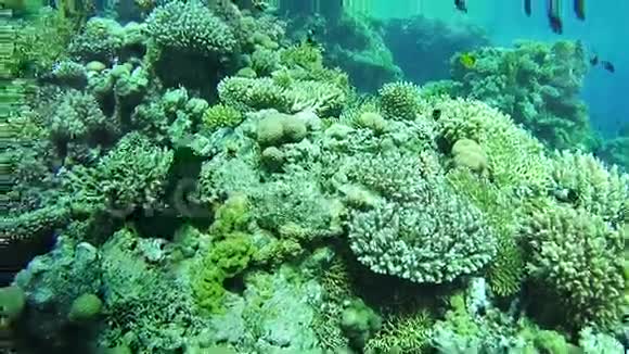 埃及红海珊瑚礁附近潜水视频的预览图