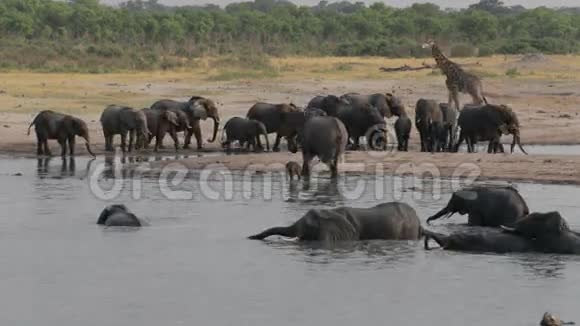 万科国家公园水坑的一群非洲象视频的预览图
