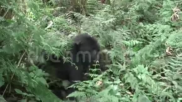 卢旺达非洲热带森林视频的预览图