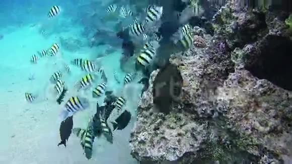 美丽多彩的热带鱼在红海海底充满活力的珊瑚礁上埃及视频的预览图