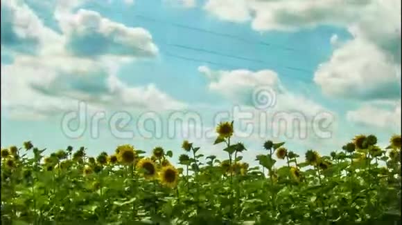 背景下田野里的向日葵视频的预览图