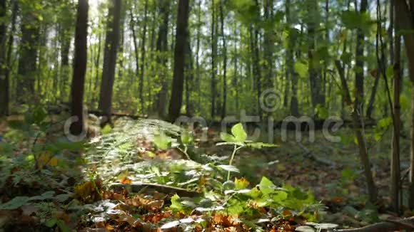 落日余晖下的秋林中的蕨类灌木视频的预览图