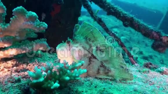 马尔代夫海底清澈海底背景上独特的美丽鱼类视频的预览图
