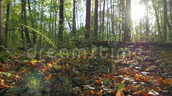 落日余晖下的秋林中的蕨类灌木视频的预览图