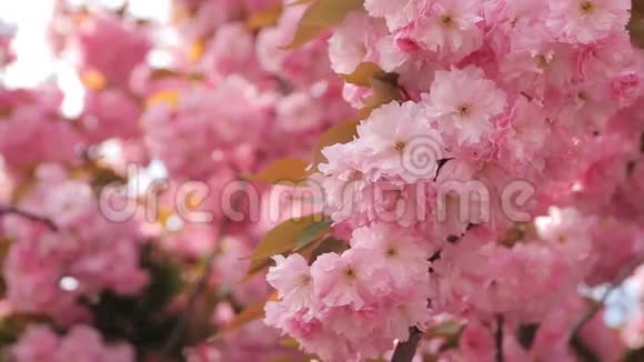 春季背景开花日本东方樱花视频的预览图