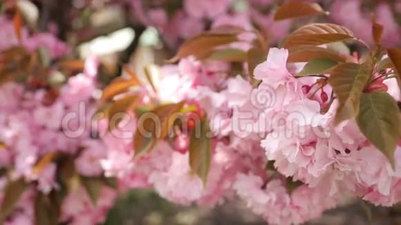 春季背景开花日本东方樱花视频的预览图