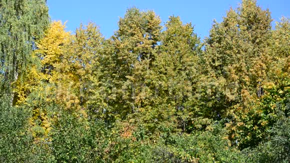 在初秋的晴天公园视频的预览图
