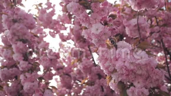 春季背景开花日本东方樱花视频的预览图