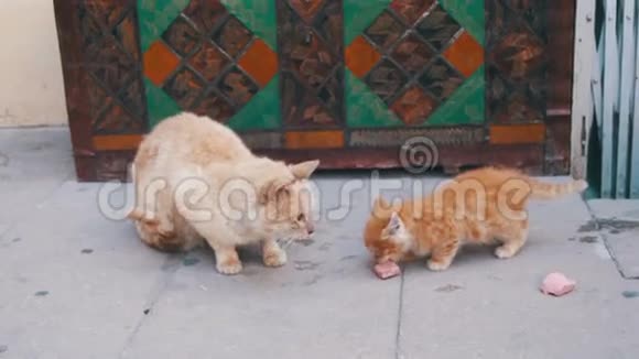 流浪红猫带着一只小猫在街上吃食物视频的预览图