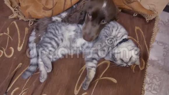 一只猫和一只狗在室内睡觉有趣的视频友谊猫狗视频的预览图