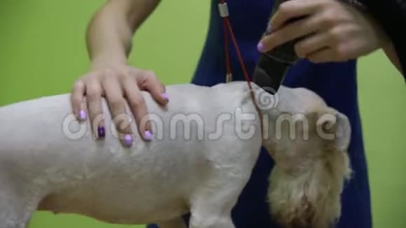 美容师用吹风机吹干狗视频的预览图