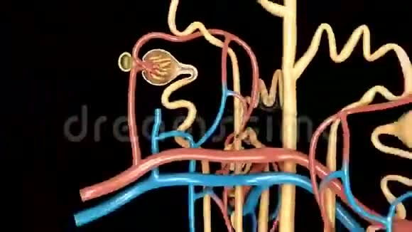 肾单位视频的预览图