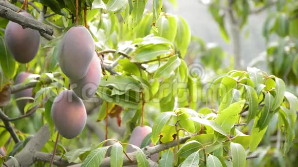 芒果热带水果挂在一个农业种植园的树枝上视频的预览图