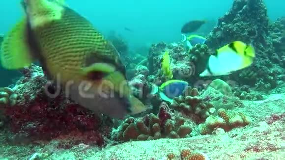 马尔代夫海底清澈海底背景下的鱼视频的预览图