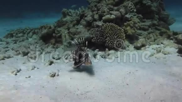 红海海底背景海洋景观中的蝎子鱼视频的预览图