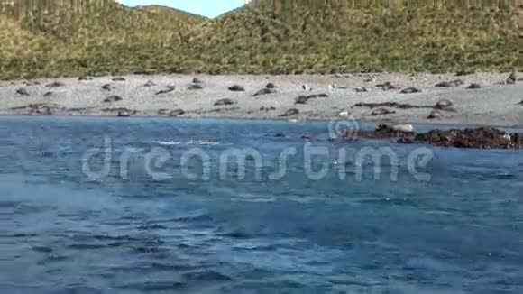 南极洲福克兰群岛海岸线上的海豹视频的预览图