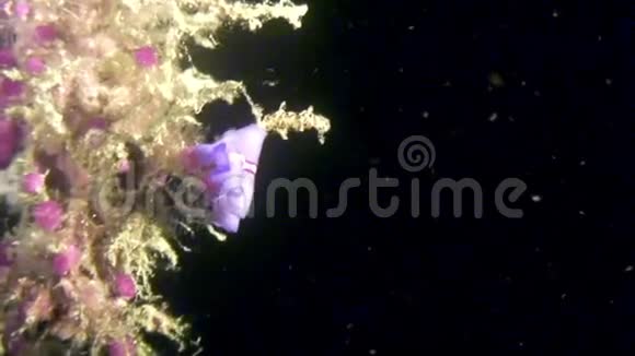 菲律宾野生动物海洋中的努迪布鳃视频的预览图