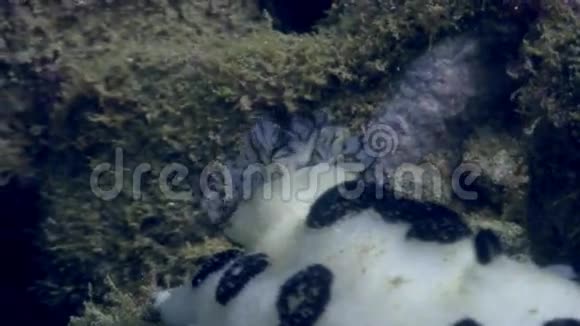 菲律宾野生动物海洋中的努迪布鳃视频的预览图
