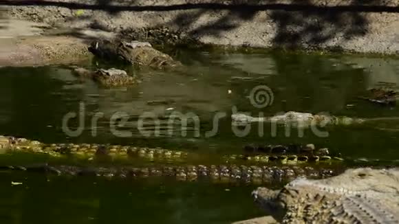 充满鳄鱼的河流在自然公园里游泳视频的预览图