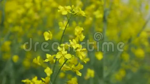 黄色的花朵带着花朵的背景视频的预览图