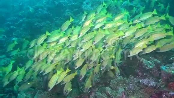 马尔代夫水下清澈海底条纹黄鱼群视频的预览图
