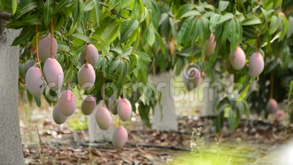 果树种植园树枝上挂满的芒果果实视频的预览图