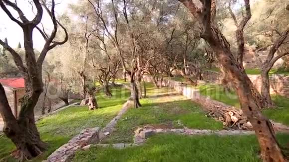 黑山的橄榄林和花园视频的预览图