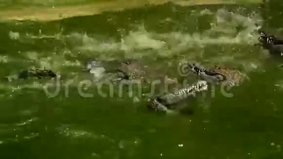 充满鳄鱼的河流吃和战斗视频的预览图