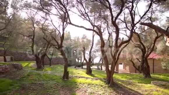黑山的橄榄林和花园视频的预览图