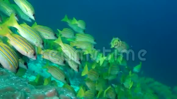 马尔代夫海底背景珊瑚上的条纹鱼群视频的预览图