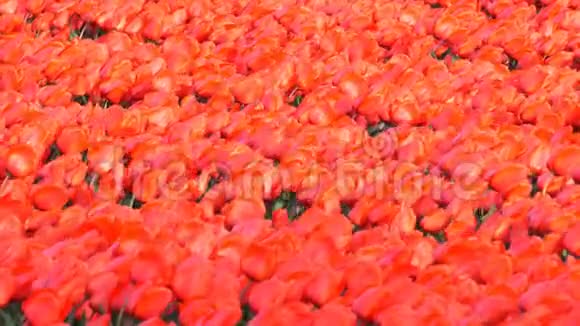 郁金香花丛中的红色郁金香视频的预览图
