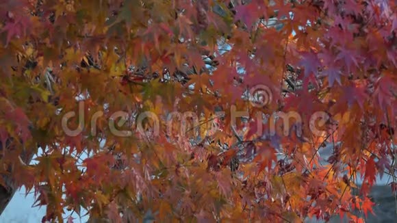 日本京都的秋叶视频的预览图