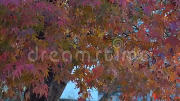 日本京都的秋叶视频的预览图