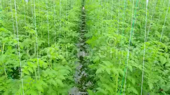 成熟的天然番茄生长视频的预览图