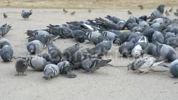 在城市公园吃谷子的一群鸽子视频的预览图