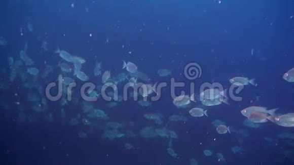 马尔代夫海洋水下鱼学视频的预览图