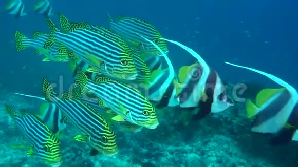 马尔代夫海底独特美丽的条纹鱼视频的预览图
