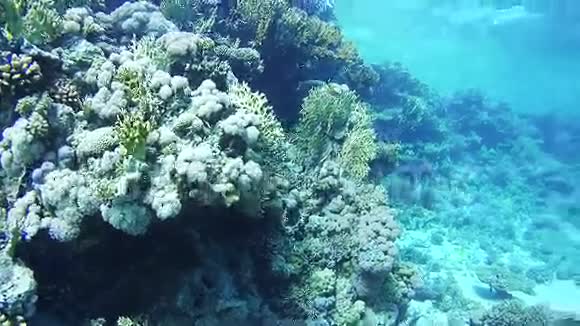 埃及红海珊瑚礁附近潜水视频的预览图
